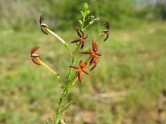 Jamesbrittenia huillana