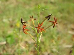 Jamesbrittenia huillana