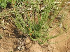 Jamesbrittenia huillana