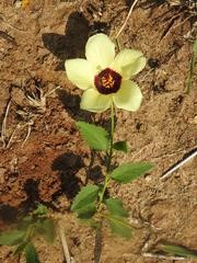 Hibiscus aethiopicus ovatus