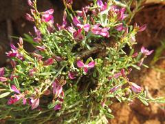 Polygala sekhukhuniensis