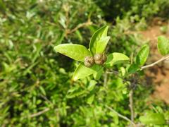 Croton menyharthii