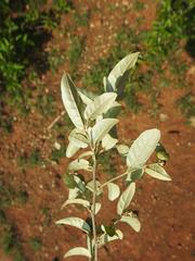 Croton menyharthii