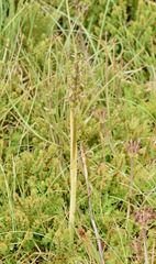 Prasophyllum sphacelatum