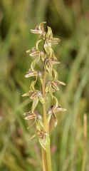 Prasophyllum sphacelatum