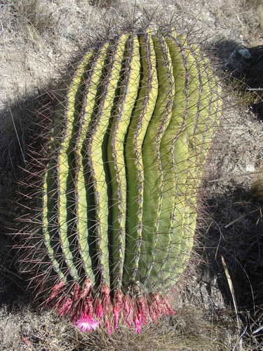 Ferocactus haematacanthus