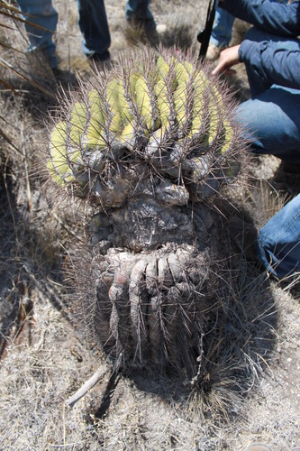 Ferocactus haematacanthus