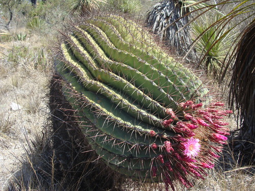 Ferocactus haematacanthus