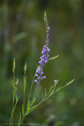 Purple Toadflax