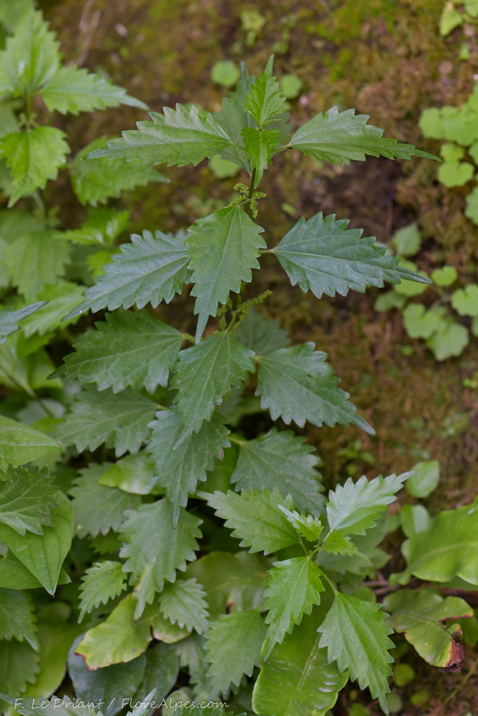 Urtica rupestris