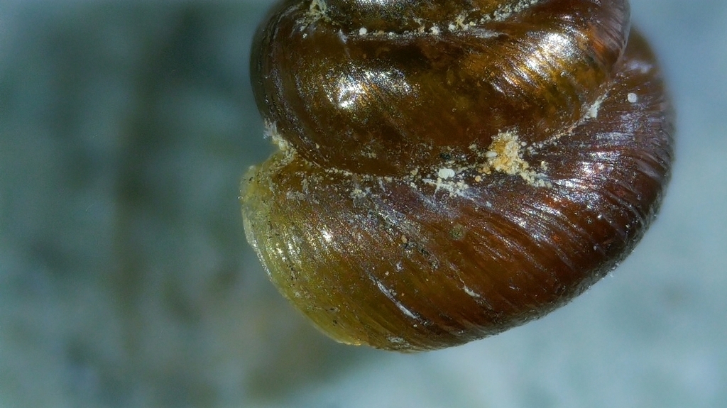 Rock Snail