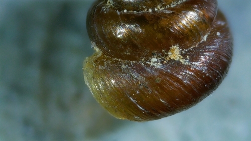 Rock Snail