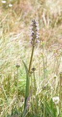 Prasophyllum suttonii