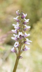 Prasophyllum suttonii