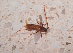 Eburida quadriguttata