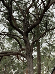Eucalyptus resinifera
