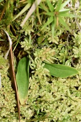 Chiloglottis cornuta