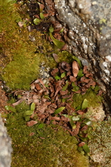 Notogrammitis crassior