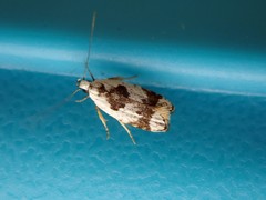 Ardozyga voluta