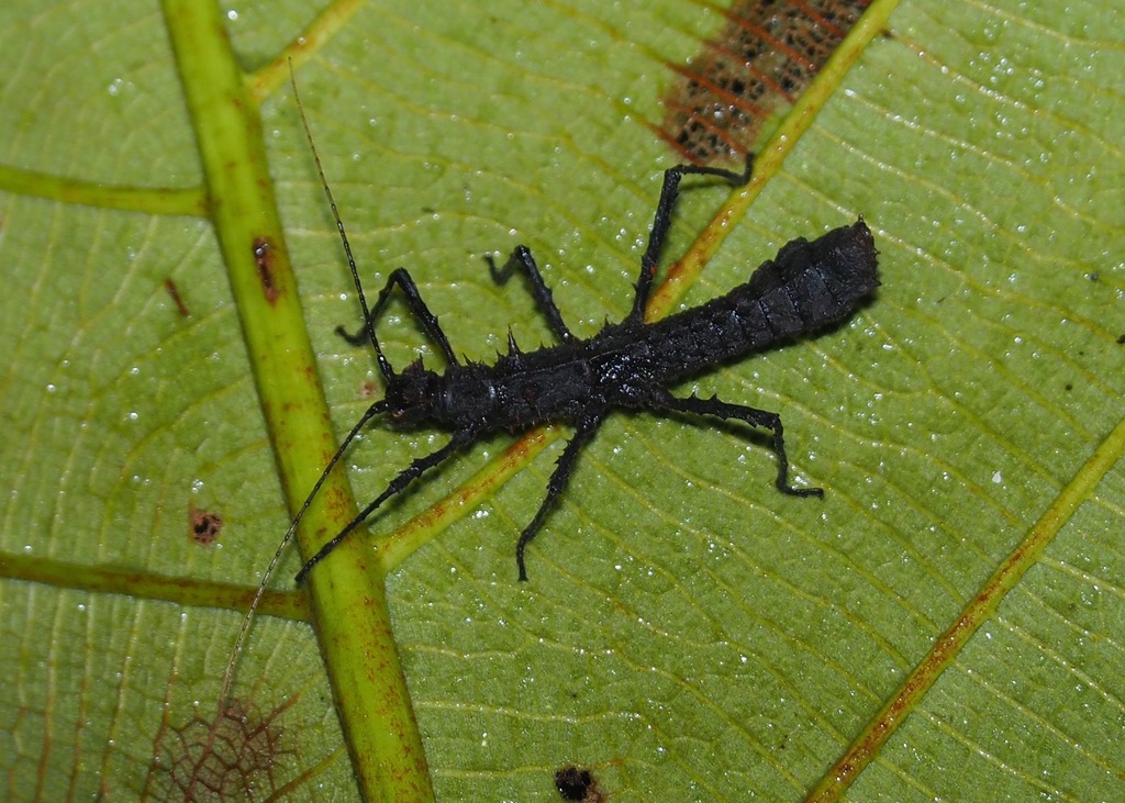 Pachyphloea