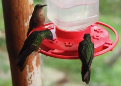 Boissonneaua flavescens