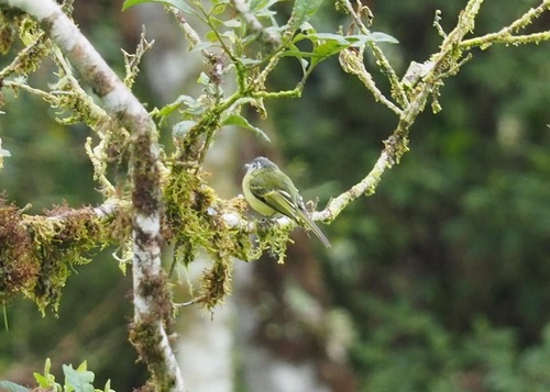 Marble-faced Bristle Tyrant (Pogonotriccus ophthalmicus), photo 9