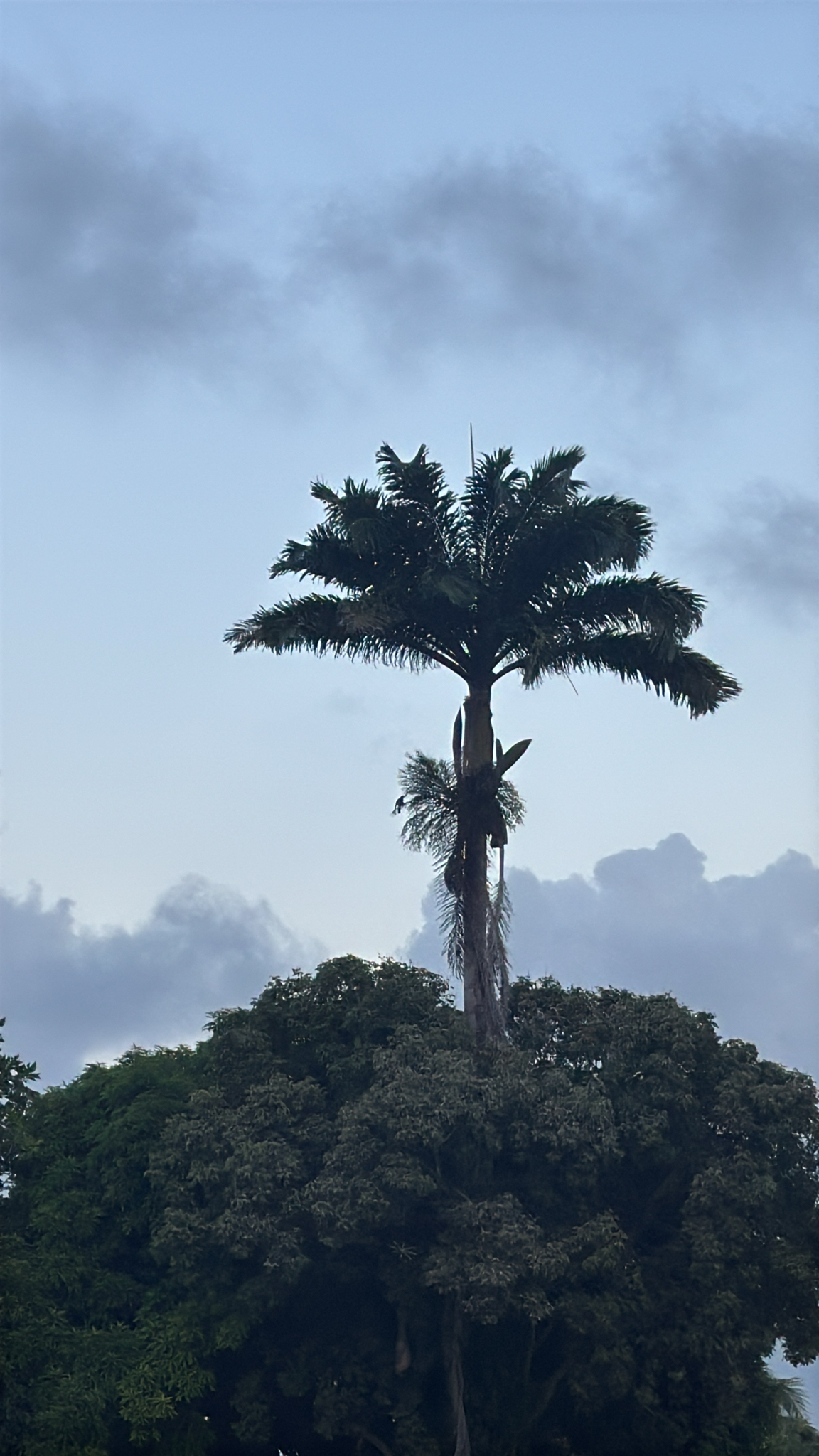 Caribbean royal palm