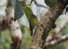 Phyllomyias cinereiceps