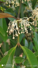 Calophyllum soulattri