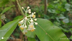Calophyllum soulattri