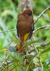 Trogon personatus