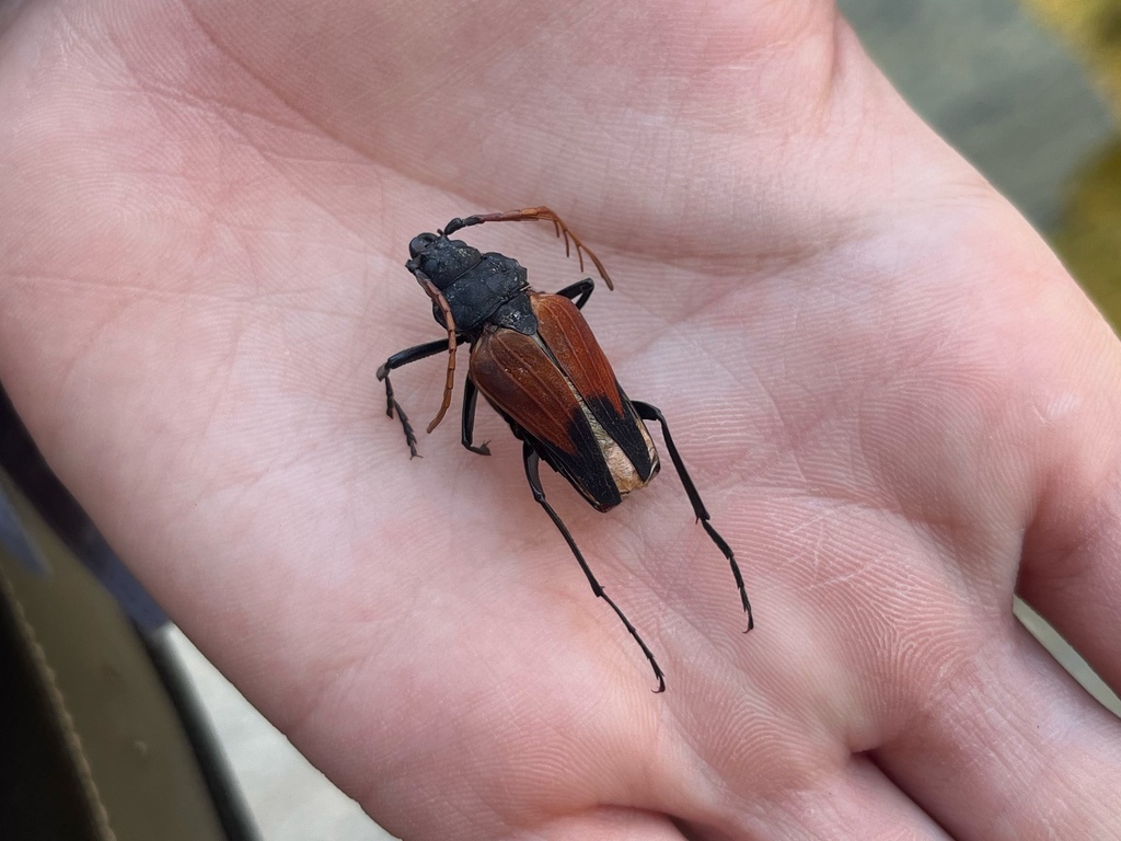 Prionapterus staphilinus