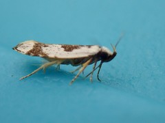 Ardozyga voluta
