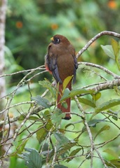 Trogon personatus