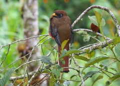 Trogon personatus