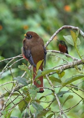 Trogon personatus