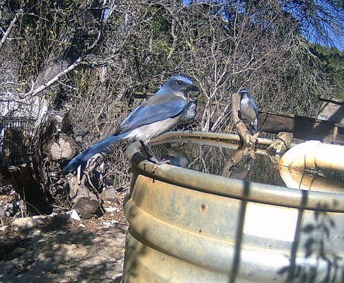 Woodhouse's Scrub Jay (Aphelocoma woodhouseii), photo 5