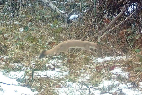 Long-tailed Weasel