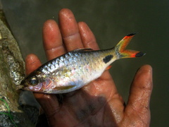 Blackspot Barb photo 5