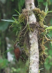 Margarornis squamiger