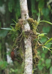 Margarornis squamiger