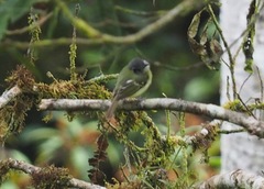 Phyllomyias cinereiceps