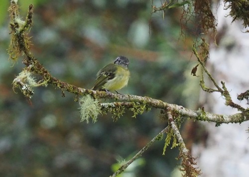 Marble-faced Bristle Tyrant (Pogonotriccus ophthalmicus), photo 6