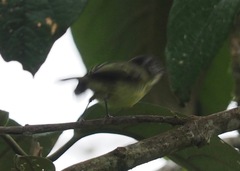 Phyllomyias cinereiceps