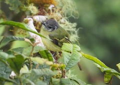 Phyllomyias cinereiceps