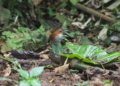 Grallaria hypoleuca