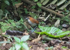 Grallaria hypoleuca
