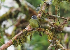 Phyllomyias