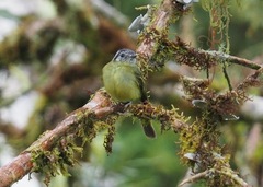 Phyllomyias