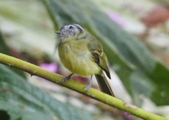 Phyllomyias